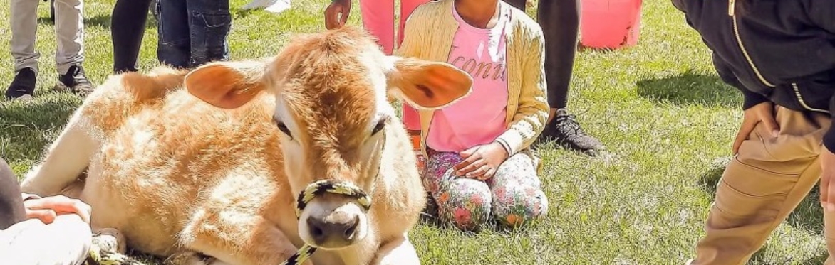Chicago: Mobile Petting Zoo
