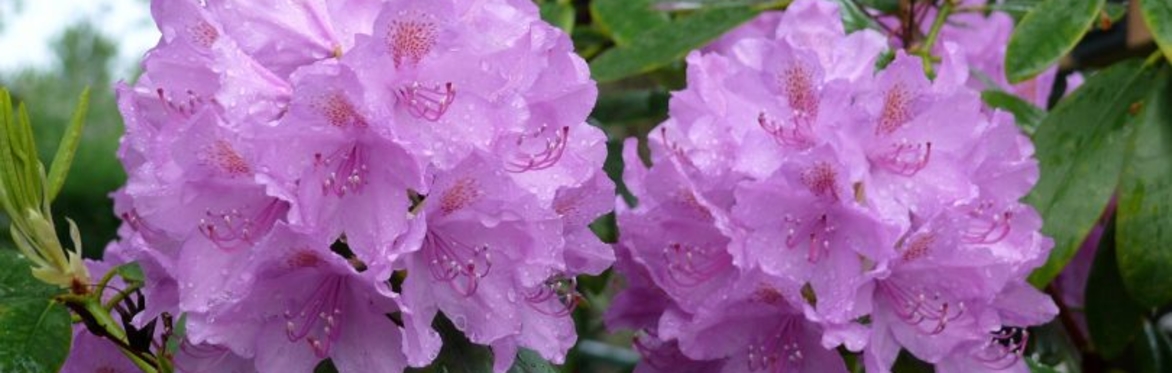 Invasive Species on your Doorstep - Talk & Discussion