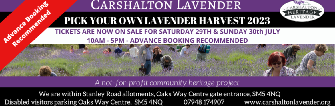 Carshalton Lavender Pick Your Own Harvest