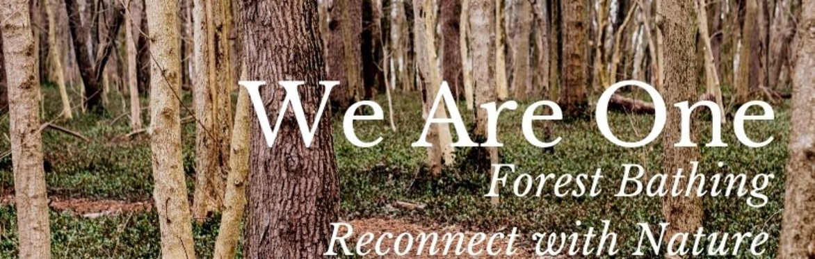 Guided Forest Bathing Walk