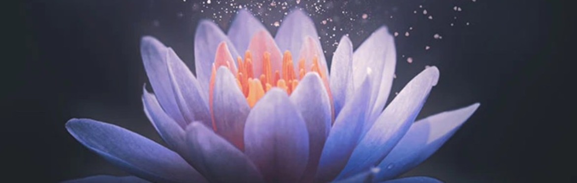 Programma Lotus - Module 1