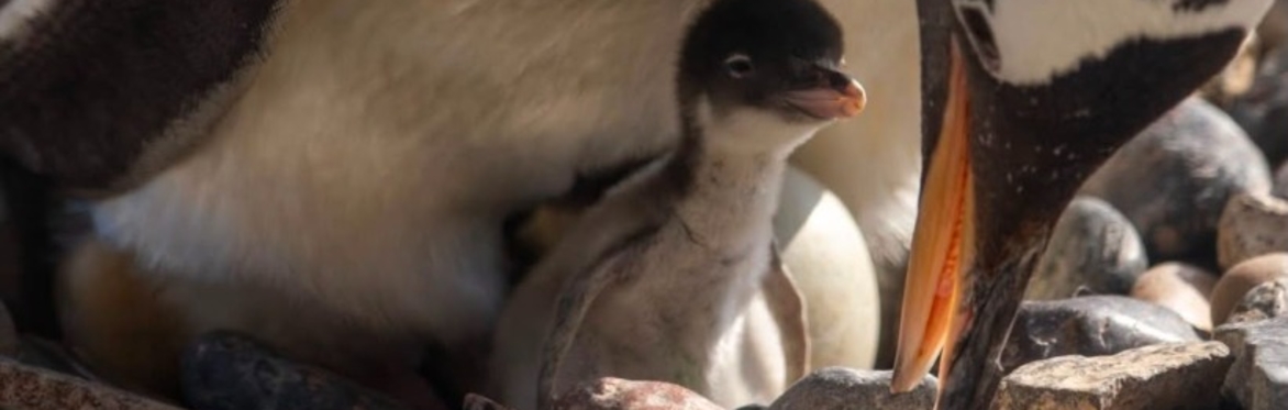 Tea and Talks: Penguins