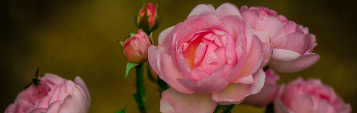 Rose Medicine Making Day ~ SOLD OUT!