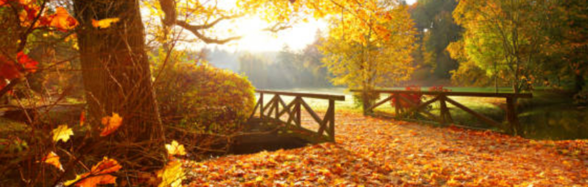 Introductory Workshop with Gillie Gilbert - An exploration of the theory and practice of Biodynamic Psychotherapy