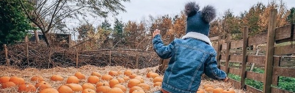 Jarrow Halloween - Pumpkin Patch and Halloween Crafts