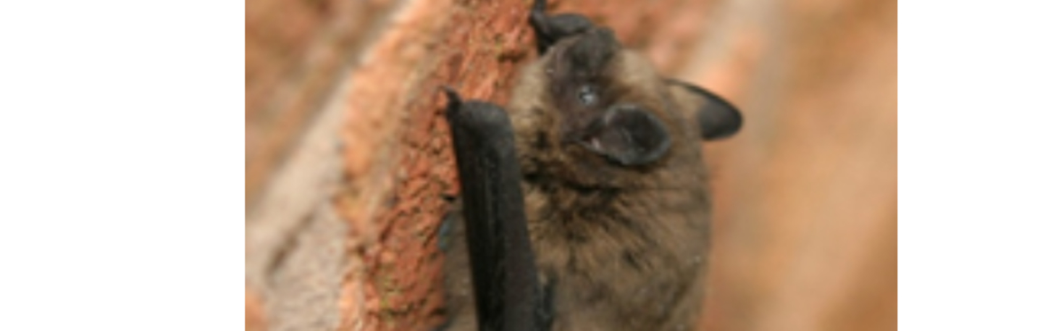 Bat