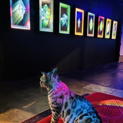 Glitch Gallery Grand Reopening Preview Night