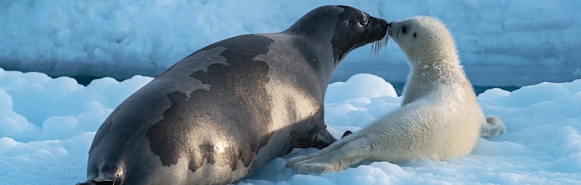 Arctic: Our Frozen Planet