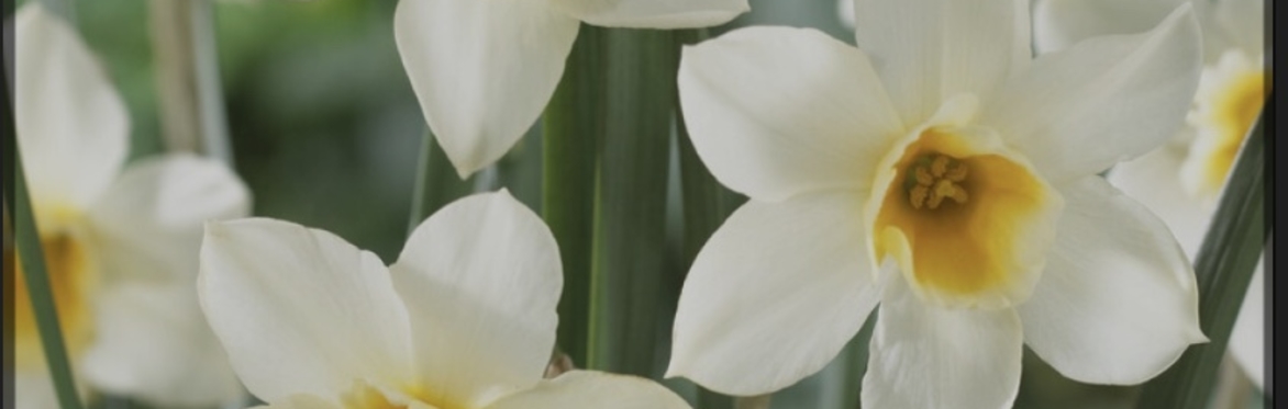Photo of a "Lenten Lily" or narcissus lobularis
