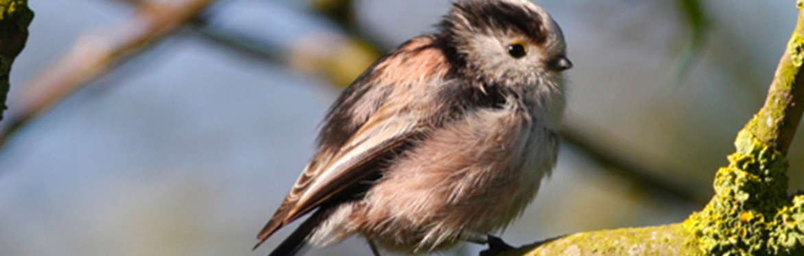 Abney Park Sunday Bird Walk - May 2023