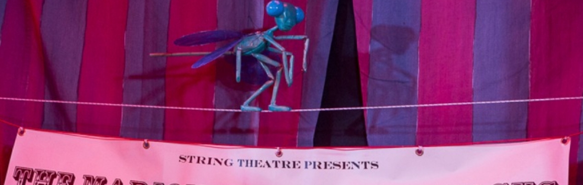 The Insect Circus (LITTLE VENICE)