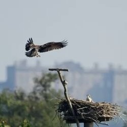 Rutland Ospreys and Waterside Walk