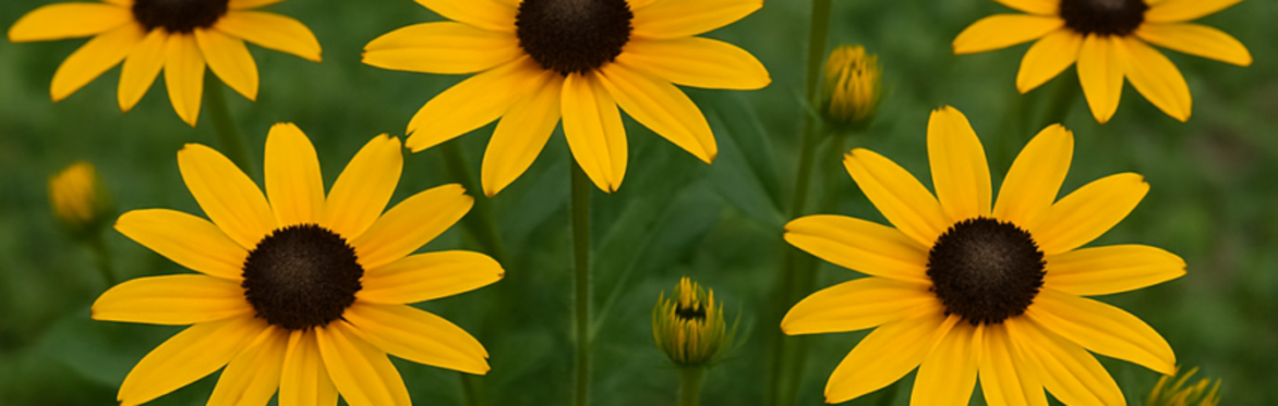 Webinar: Drought Tolerant Gardening and Landscaping with Warren Leach