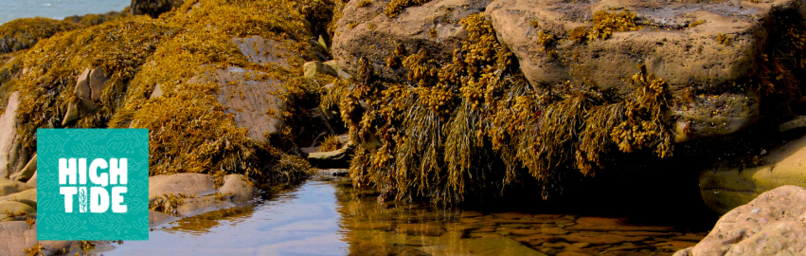 Harvest & Feast: A Day of Seaweed, Mushrooms, Yoga & Handmade Jewellery and Ceramics
