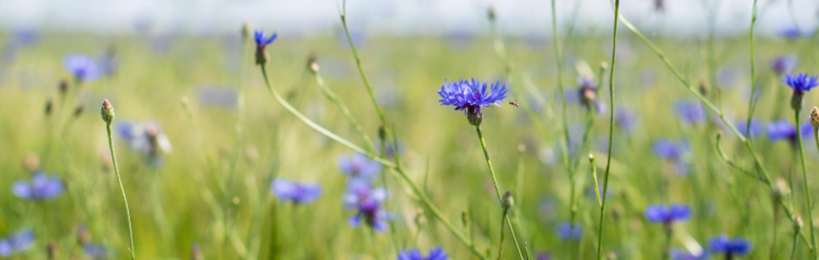 Burge's Meadows: a talk on Creating and Maintaining your own Meadow