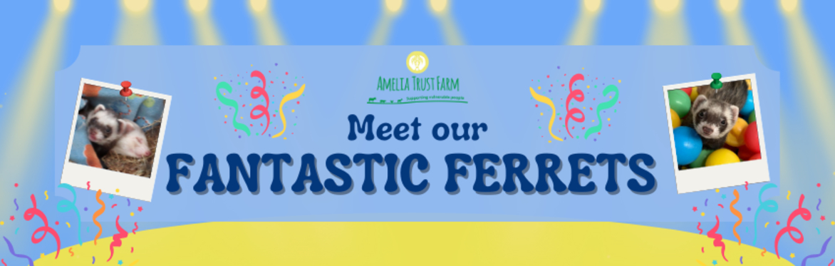 Meet our Fantastic Ferrets