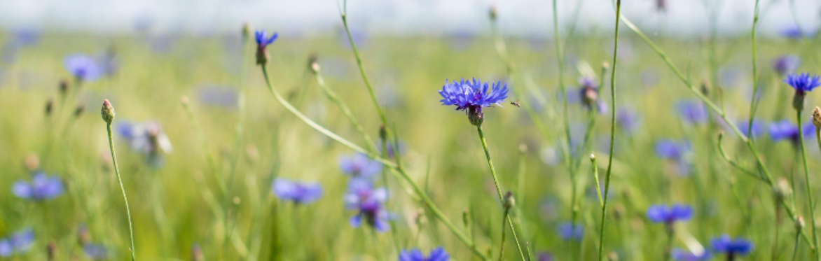 Burge's Meadows: a talk on Creating and Maintaining your own Meadow
