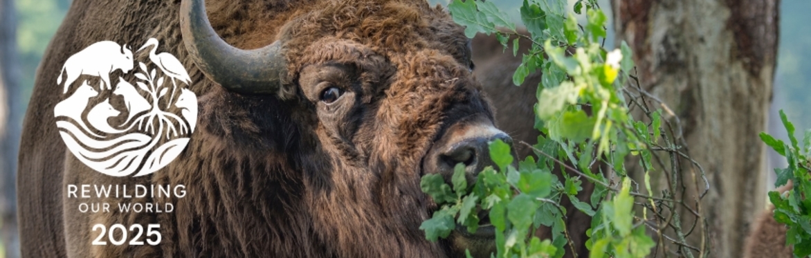 European bison - Rewilding our World conference