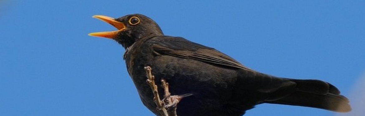 Birds and Trees for 11-16 year olds