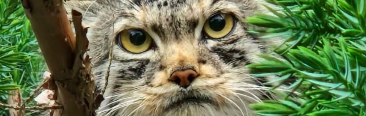 Tea and Talks: Pallas’s Cats and Scottish Wildcats