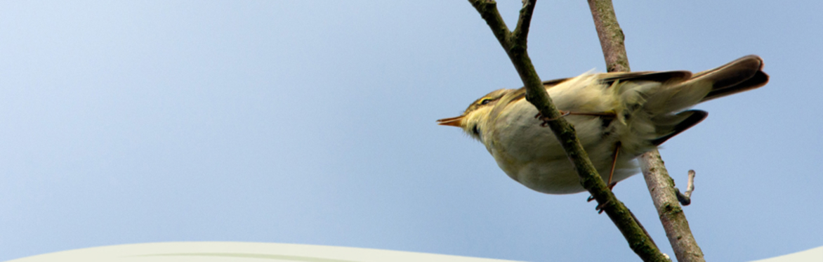 Landschap: Vroege vogels 1