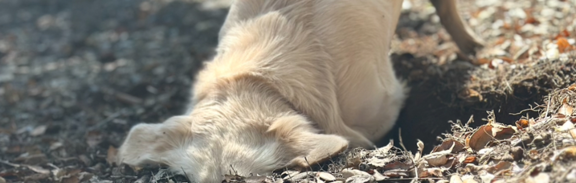 Scout digging for truffles