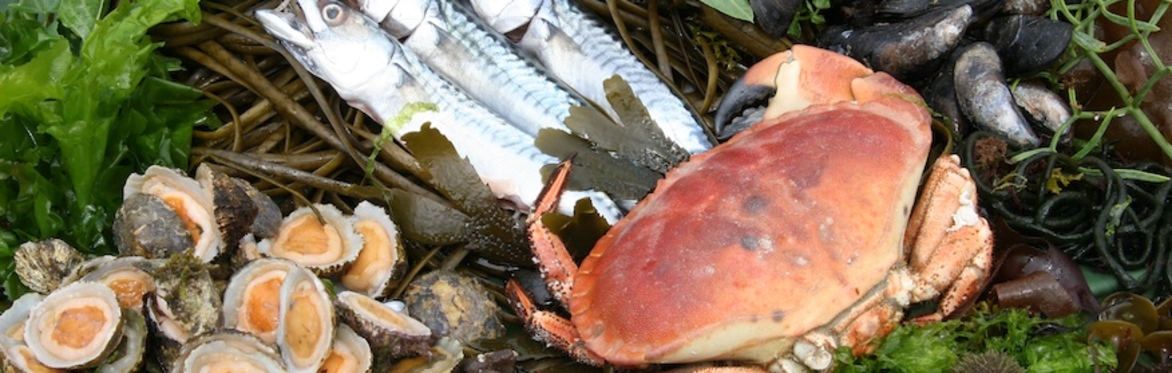Seashore Edibles 2026