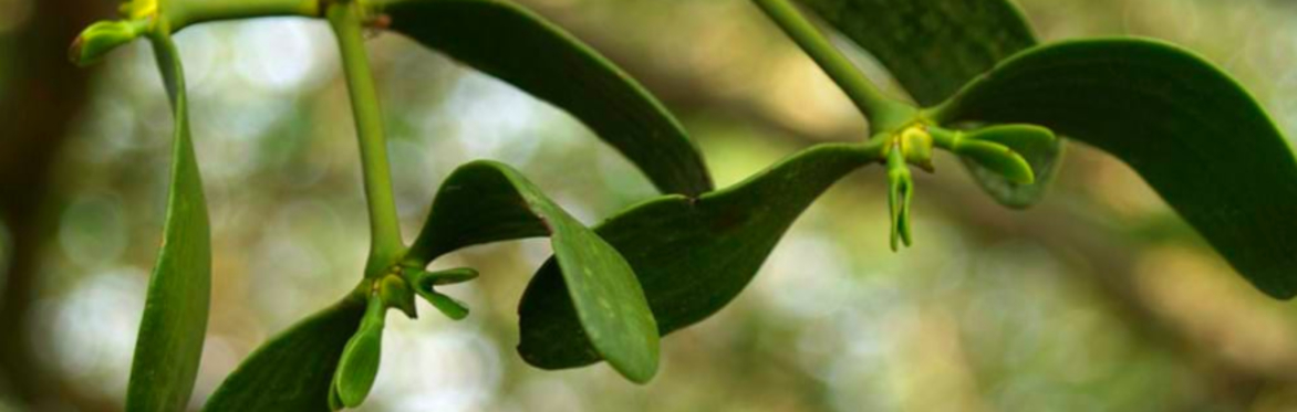 Mistletoe Medicine Making Day