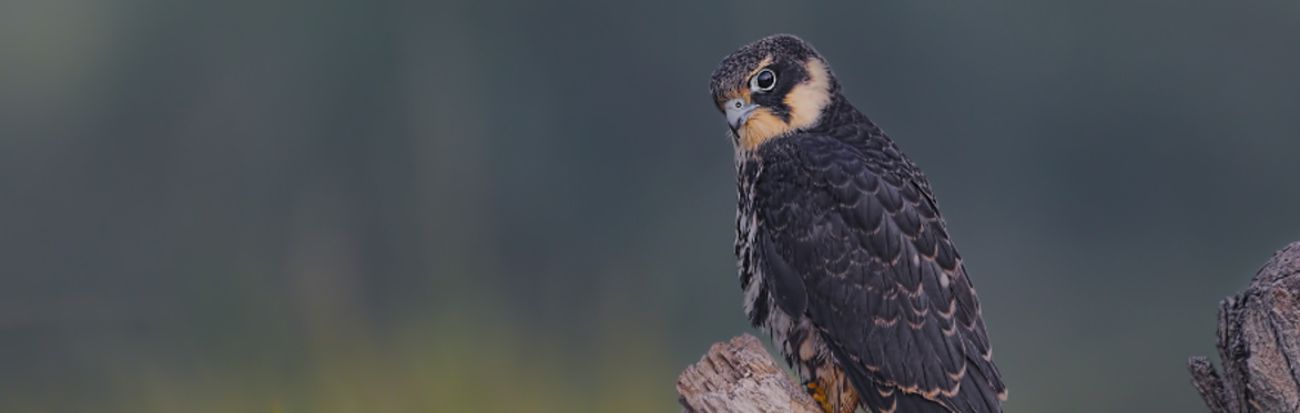 Wildlife Walk at Heal Somerset