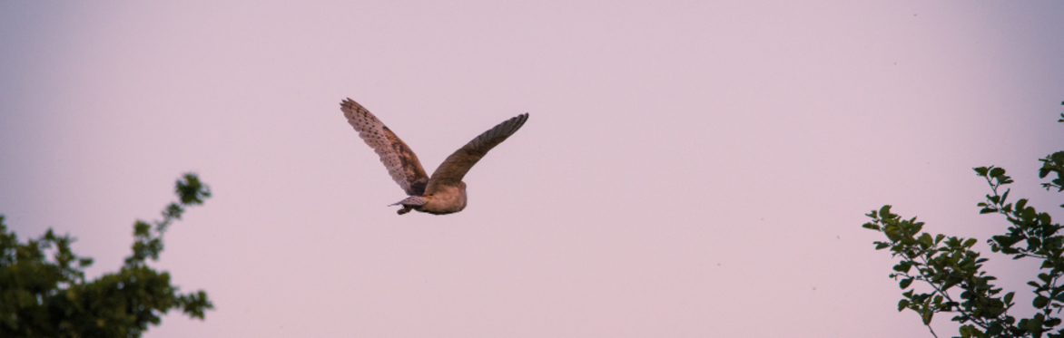 Dusk Chorus Walk at Heal Somerset