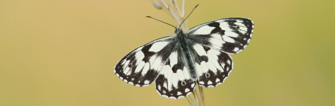Butterfly Identification Workshop at Heal Somerset