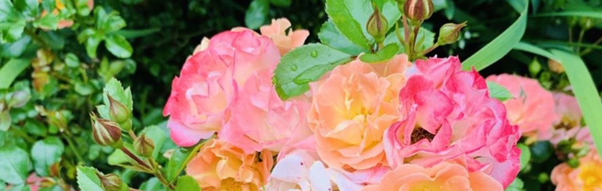 Science in Nature: Modern Botany - Homeschool Session