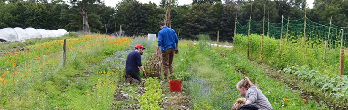 Land, Food, Community - A Farm Walk at Loch Arthur