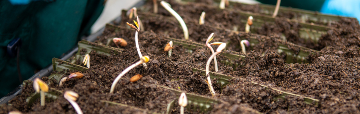 Tree saplings starting to grow in soil.