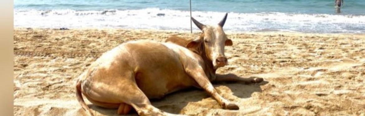 Goa 2027, Our Fifth Adventure in Paradise