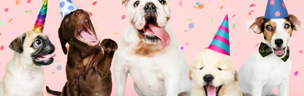 Party Animal Celebration