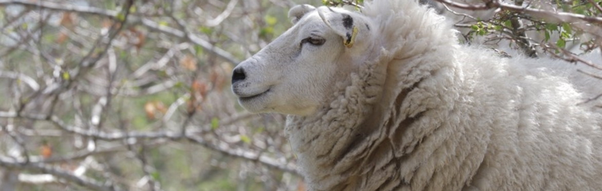 Sheep in trees, Credit Patrick Barbour