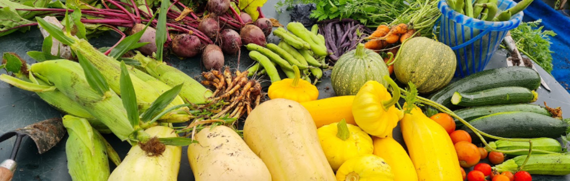 Growing Change Together: Building Food Resilience from the Ground Up