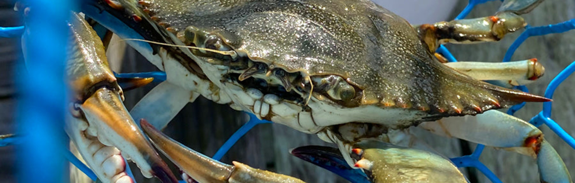 LET’S GO CRABBING!