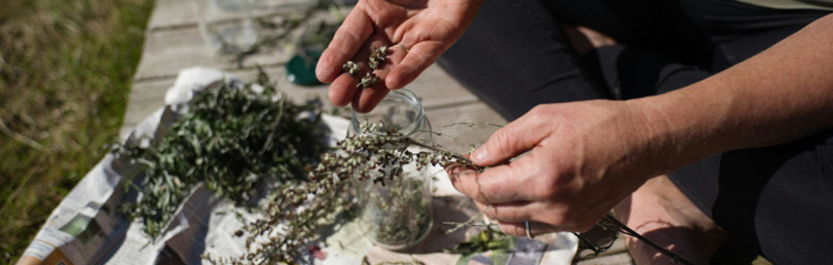 online herbal medicine course