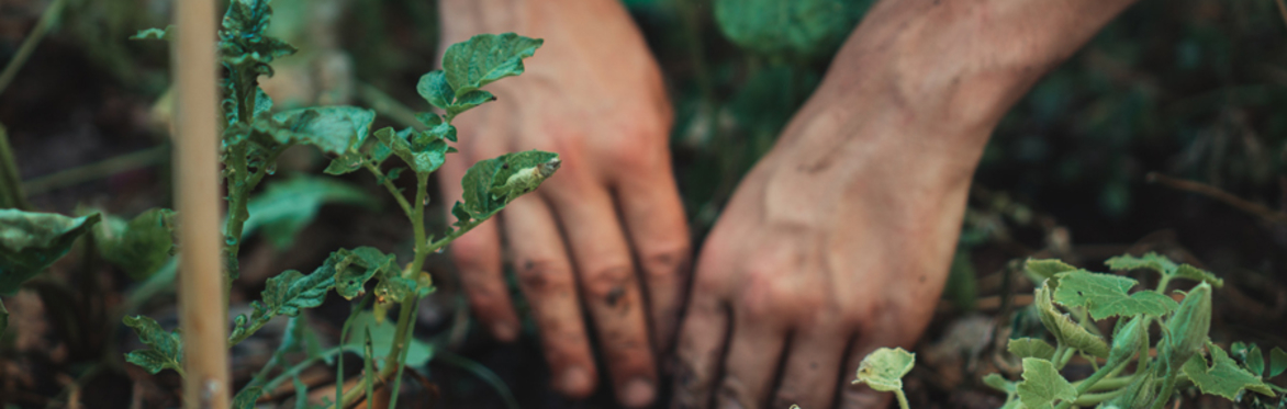 online herbal medicine course