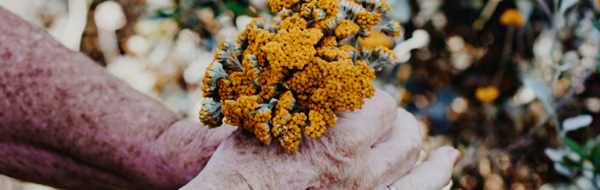 online herbal medicine course