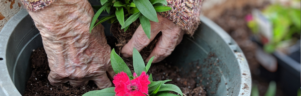 online herbal medicine course