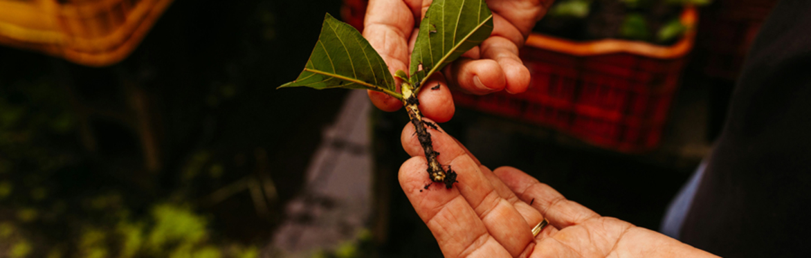 online herbal medicine course