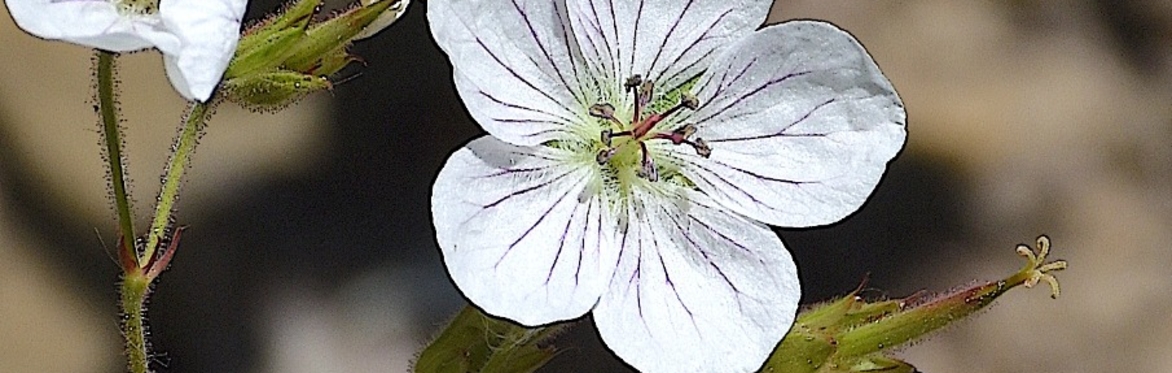2-Hour RMBL 365 Crested Butte Interpretive Wildflower Hike