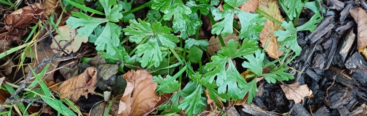 Training Workshop - Using Poland and Clement "The Vegetative Key to the British Flora", Drumnaph NR