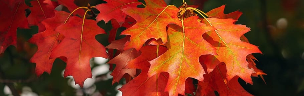 BLR Fall Reading