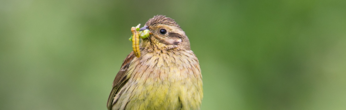 Seeds to Sky: Cirl Buntings in Cornwall