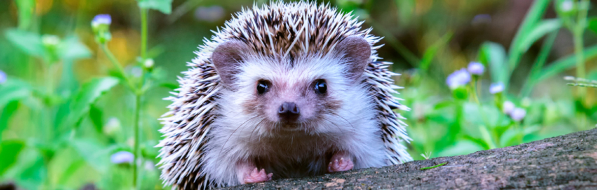 Summer Stars: Wildlife Scavenger Hunt and Crafts