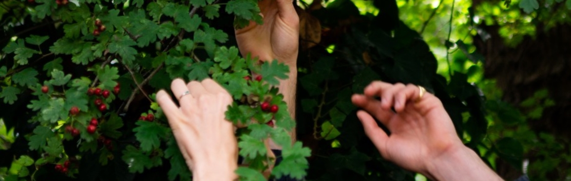 Autumn Foraging - Craignish Peninsula, Argyll